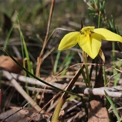 Diuris chryseopsis at Crace, ACT - suppressed