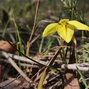 Diuris chryseopsis at Crace, ACT - 8 Sep 2024