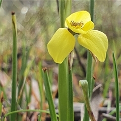 Diuris chryseopsis at Crace, ACT - suppressed