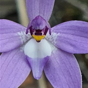 Glossodia major at Bruce, ACT - 10 Sep 2024