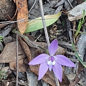 Glossodia major at Bruce, ACT - 10 Sep 2024