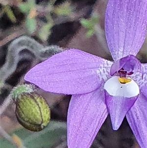 Glossodia major at Bruce, ACT - 10 Sep 2024