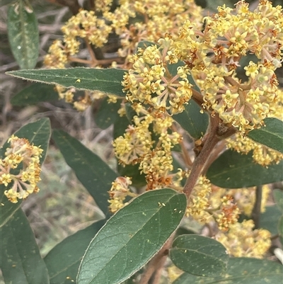 Pomaderris lanigera (Woolly Pomaderris) at Bungonia, NSW - 11 Sep 2024 by JaneR