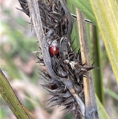 Gahnia aspera (Red-berried Saw-sedge) at Bungonia, NSW - 11 Sep 2024 by JaneR