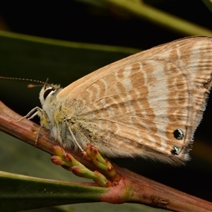 Lampides boeticus at Aranda, ACT - 6 Sep 2023