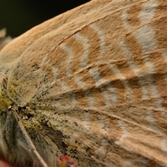 Lampides boeticus at Aranda, ACT - 6 Sep 2023 09:16 PM