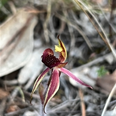 Caladenia actensis (Canberra Spider Orchid) by RangerRiley