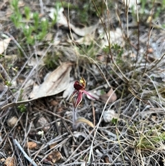 Caladenia actensis at suppressed - suppressed