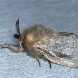 Lomera (genus) at Rosedale, NSW - 8 Sep 2024 10:06 PM