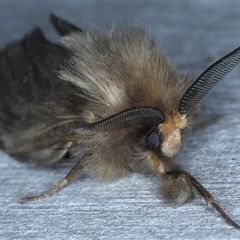 Lomera (genus) at Rosedale, NSW - 8 Sep 2024 10:06 PM