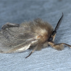 Lomera (genus) at Rosedale, NSW - 8 Sep 2024 10:06 PM