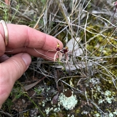 Caladenia actensis (Canberra Spider Orchid) by RangerRiley