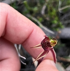 Caladenia actensis (Canberra Spider Orchid) at Kenny, ACT - 12 Sep 2024 by RangerRiley