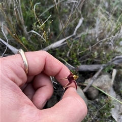 Caladenia actensis at suppressed - suppressed