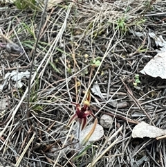 Caladenia actensis (Canberra Spider Orchid) by RangerRiley