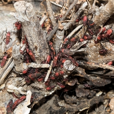 Leptocoris mitellatus (Leptocoris bug) at Higgins, ACT - 11 Sep 2024 by AlisonMilton