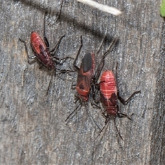 Leptocoris mitellatus at Higgins, ACT - 12 Sep 2024