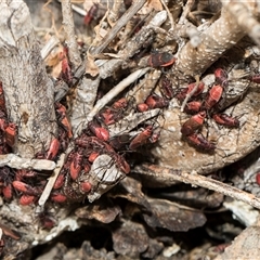 Leptocoris mitellatus at Higgins, ACT - 12 Sep 2024