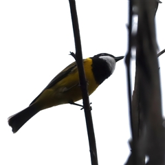 Pachycephala pectoralis (Golden Whistler) at Rosedale, NSW - 7 Sep 2024 by jb2602