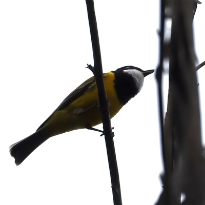 Pachycephala pectoralis (Golden Whistler) at Rosedale, NSW - 7 Sep 2024 by jb2602