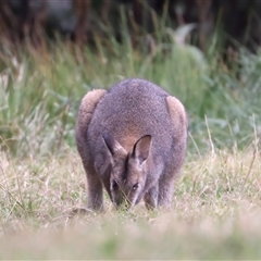 Notamacropus rufogriseus (Red-necked Wallaby) at Malua Bay, NSW - 7 Sep 2024 by jb2602