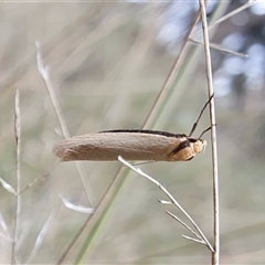 Philobota xiphostola at Yass River, NSW - 11 Sep 2024 by SenexRugosus