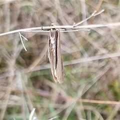 Philobota xiphostola at Yass River, NSW - 11 Sep 2024 10:20 AM