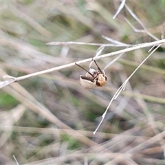 Philobota xiphostola at Yass River, NSW - 11 Sep 2024 10:20 AM