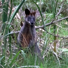 Wallabia bicolor at Malua Bay, NSW - 7 Sep 2024