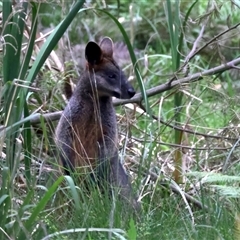 Wallabia bicolor at Malua Bay, NSW - 7 Sep 2024