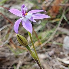 Glossodia major (Wax Lip Orchid) at Yass River, NSW - 11 Sep 2024 by SenexRugosus