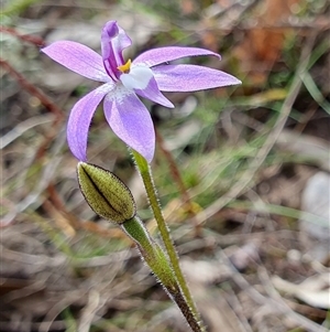 Glossodia major at Yass River, NSW - 12 Sep 2024