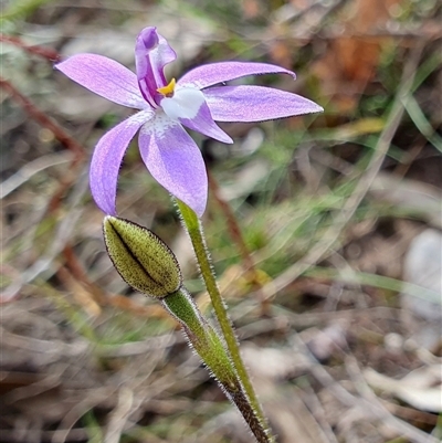 Glossodia major (Wax Lip Orchid) at Yass River, NSW - 12 Sep 2024 by SenexRugosus