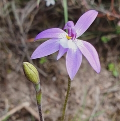 Glossodia major at Yass River, NSW - 12 Sep 2024