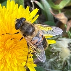 Eristalis tenax (Drone fly) at Whitlam, ACT - 12 Sep 2024 by SteveBorkowskis