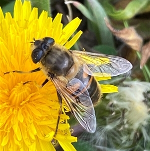 Eristalis tenax at Whitlam, ACT - suppressed