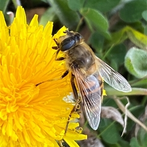 Eristalis tenax at Whitlam, ACT - suppressed