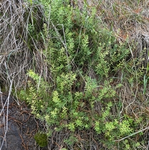 Gonocarpus elatus at Watson, ACT - 12 Sep 2024