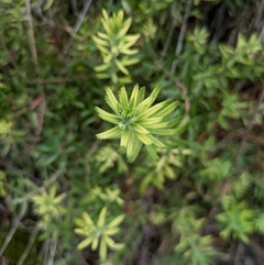 Gonocarpus elatus at Watson, ACT - 12 Sep 2024