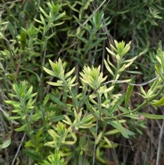 Gonocarpus elatus at Watson, ACT - 12 Sep 2024