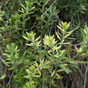 Gonocarpus elatus at Watson, ACT - 12 Sep 2024 10:47 AM