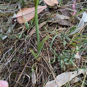 Diuris pardina at Watson, ACT - suppressed