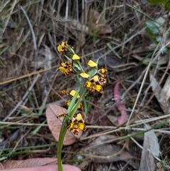 Diuris pardina at Watson, ACT - suppressed