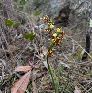 Diuris pardina at Watson, ACT - 12 Sep 2024