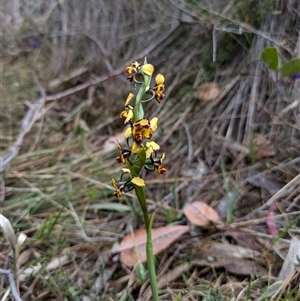 Diuris pardina at Watson, ACT - suppressed