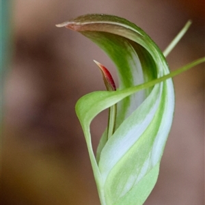 Pterostylis baptistii at suppressed - 12 Sep 2024