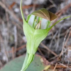 Pterostylis baptistii at Moruya, NSW - suppressed