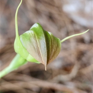 Pterostylis baptistii at Moruya, NSW - suppressed