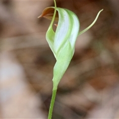 Pterostylis baptistii at Moruya, NSW - suppressed
