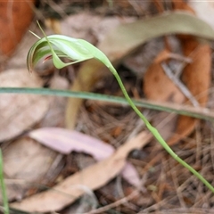 Pterostylis baptistii at Moruya, NSW - suppressed